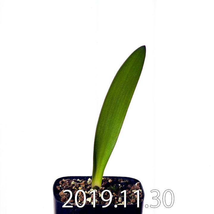 楽天市場 ケープバルブ 多肉 ハエマンサス アマリロイデス アマリロイデス亜種 Gs76 Haemanthus Amarylloides Ssp Amarylloides エリオクエスト エリオクエスト