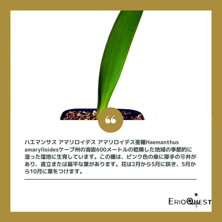 楽天市場 ケープバルブ 多肉 ハエマンサス アマリロイデス アマリロイデス亜種 Gs76 Haemanthus Amarylloides Ssp Amarylloides エリオクエスト エリオクエスト