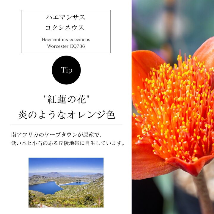楽天市場 ケープバルブ 花 オレンジ 赤花眉刷 毛万年青 ハエマンサス コクシネウス Eq736 Haemanthus Coccineus Worcester 観葉植物 小さい チューリップ ラナンキュラス ガーベラ 南アフリカ 球根 エリオクエスト