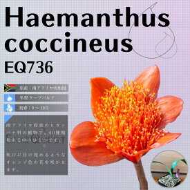 ハエマンサス コクシネウス Haemanthus coccineus Worcester EQ736 通販 実生 2.5号 ケープバルブ 南ア 球根 エリオクエスト