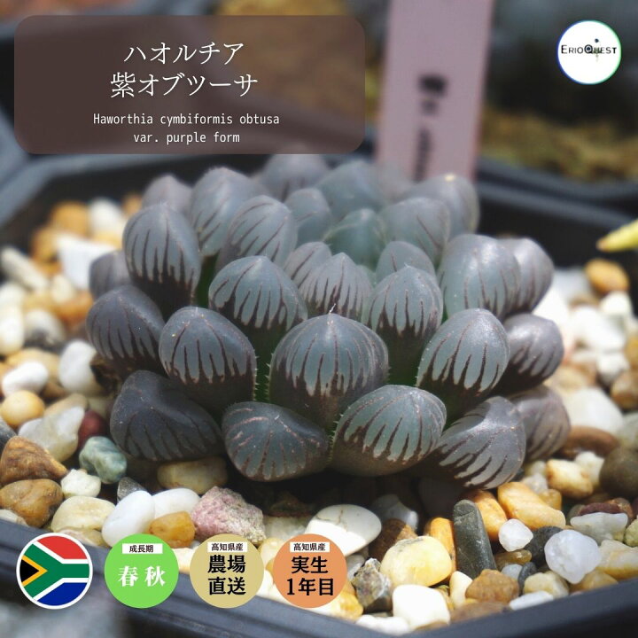 楽天市場 多肉植物 小さい 多肉植物 小さい ハオルチア キンビフォルミス 紫 オブツーサ Haworthia Cymbiformis Var Purple Form エケベリア セダム エリオクエスト