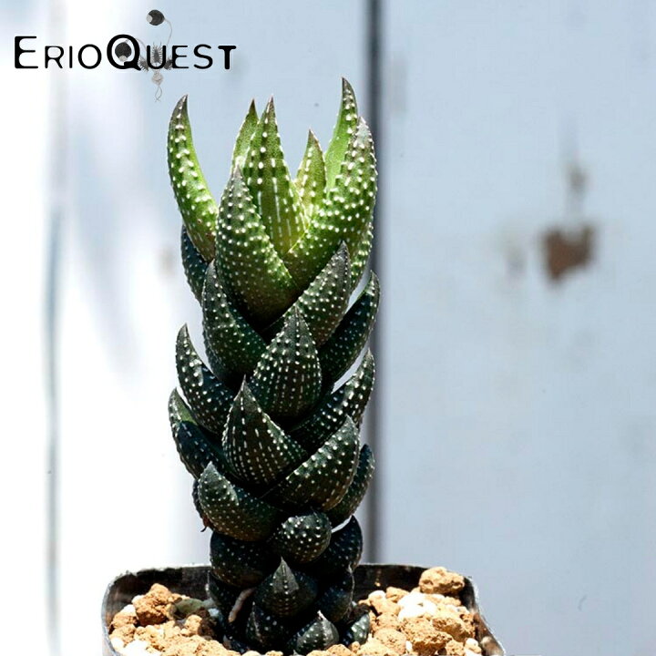 楽天市場 多肉 植物 ハオルチア 観葉植物 ハオルチア コアルクタータ カルウィニー 剣竜の塔 Haworthia Coarctata F Chalwinii エリオクエスト 楽天市場 多肉 植物 ハオルチア 観葉植物 ハオルチア コアルクタータ カルウィニー 剣竜の塔 Haworthia Coarctata F Chalwinii エリオクエスト