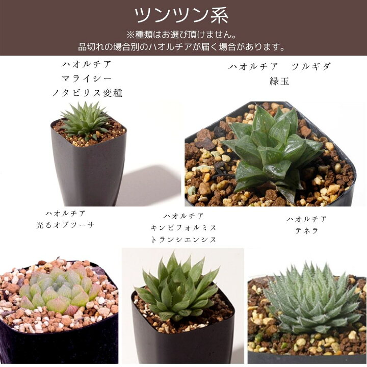 楽天市場 50 Off 多肉植物 寄せ植え ハオルチア おまかせ５鉢 セット インテリア おしゃれ インテリア 鉢 おしゃれ パキラ ミニ モンステラ セット 小さい 棚 卓上 ハイドロカルチャー サンスベリア ヘデラ 引っ越し祝 新築祝 北欧 ミニ観葉植物 ガジュマル エリオ