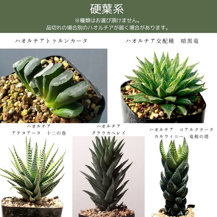 楽天市場 7日間交換保証 多肉植物 寄せ植え ハオルチア おまかせ5鉢セット 観葉植物 インテリア おしゃれ 鉢 パキラ ミニ モンステラ セット 小さい 棚 卓上 ハイドロカルチャー サンスベリア ヘデラ 引っ越し祝 新築祝 北欧 ミニ観葉植物 ガジュマル エリオクエスト