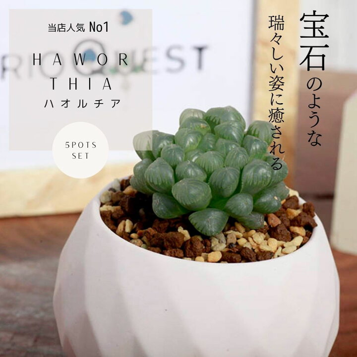 楽天市場 観葉植物 小さい ミニ 多肉植物 ハオルチア オブツーサ プレゼント インテリア おしゃれ オシャレ サンスベリア センセベリア ガジュマル ポトス プレゼント ピンク 鉢 陶器 Haworthia エリオクエスト エリオクエスト