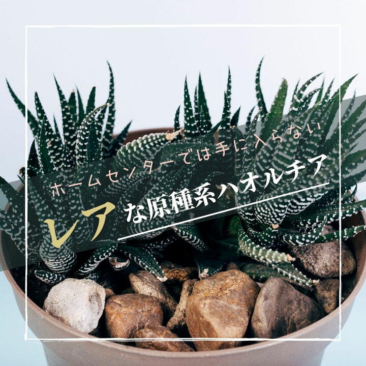楽天市場 多肉植物 送料無料 2 5号 ハオルチア 寄せ植え おまかせ５鉢 セット インテリア おしゃれ インテリア 鉢 おしゃれ パキラ ミニ モンステラ セット 小さい 棚 卓上 ハイドロカルチャー サンスベリア ヘデラ 引っ越し祝 新築祝 北欧 ミニ観葉植物 ガジュマル