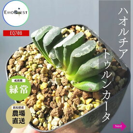 多肉植物 ハオルチア トゥルンカータ 玉扇 haworthia truncata 通販 2.5号 エケベリア セダム 観葉植物 インテリア エリオクエスト