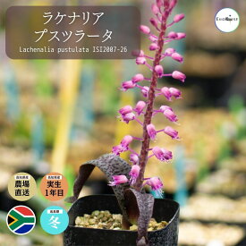 ラケナリア プスツラータ Lachenalia pustulata ISI2007-26 通販 実生 2.5号 ケープバルブ 南ア 球根 エリオクエスト