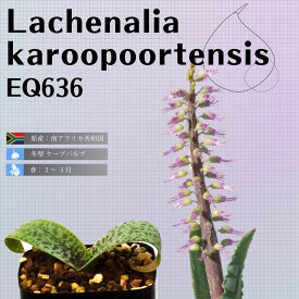 ラケナリア カループールテンシス Lachenalia karoopoortensis EQ636 通販 実生 2.5号 ケープバルブ 南ア 球根 エリオクエスト