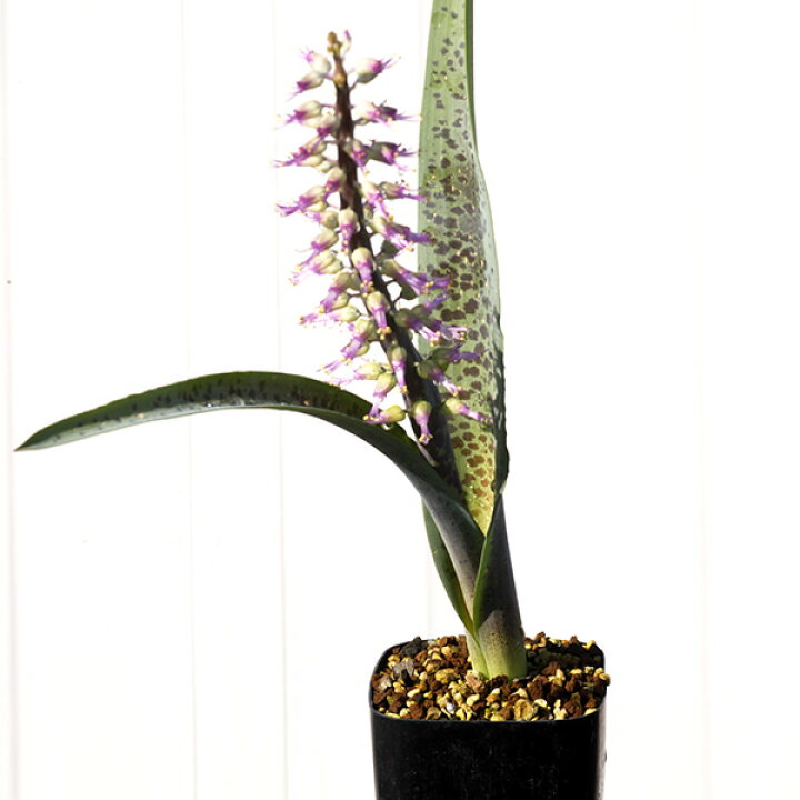 楽天市場 ヒアシンス 2 5号 花 ケープバルブ 観葉植物 小さい 多肉植物 珍奇植物 ビザールプランツ 南アフリカ 球根 ラケナリア カループールテンシス Eq636 Lachenalia Karoopoortensis エリオクエスト エリオクエスト