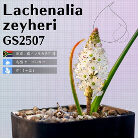 ラケナリア ゼイヘリ Lachenalia zeyheri GS2507 通販 実生 2.5号 ケープバルブ 南ア 球根 エリオクエスト