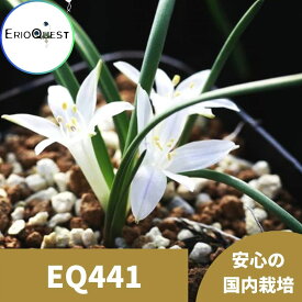 楽天市場 ラケナリア 花 ガーデン Diy の通販 楽天市場 ラケナリア 花 ガーデン Diy の通販