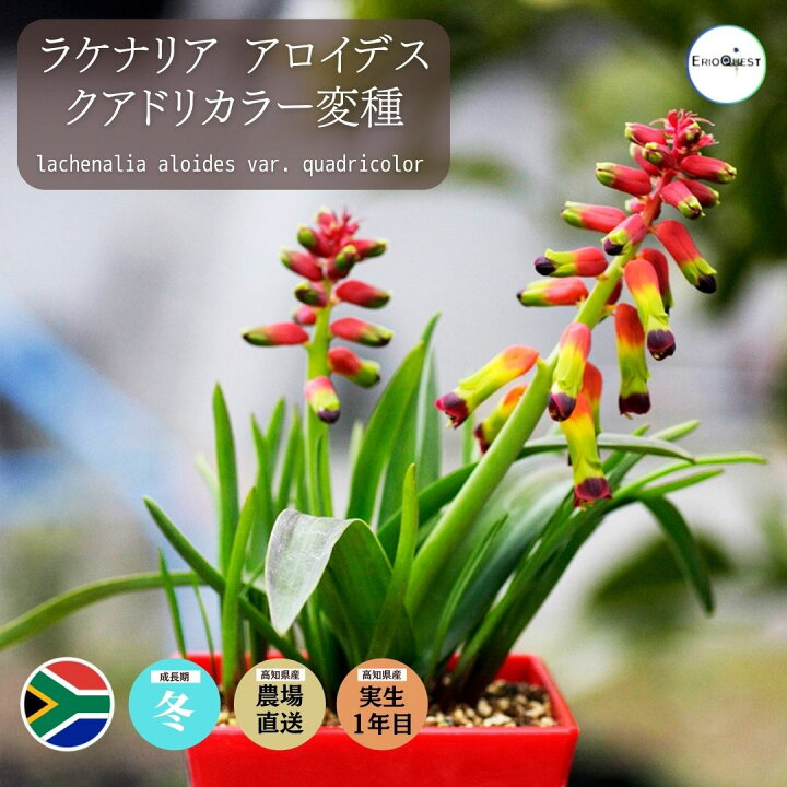 楽天市場 ラケナリア アロイデス クアドリカラー変種 Lachenalia Aloides 販売 種類 花 通販 実生 2 5号 ケープバルブ 南ア 球根 エリオクエスト エリオクエスト
