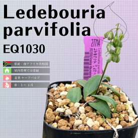 レデボウリア パルヴィフォリア Ledebouria parvifolia EQ1030 通販 実生 2.5号 ケープバルブ 南ア 球根 エリオクエスト