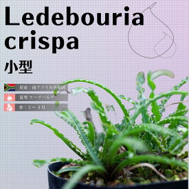 観葉植物 ケープバルブ 球根 レデボウリア クリスパ 小型 Ledebouria crispa