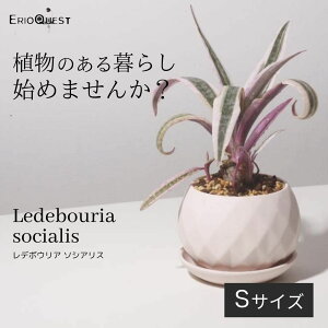 多肉植物 ギフト おしゃれの人気商品 通販 価格比較 価格 Com