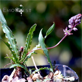 観葉植物 小さい 多肉植物 珍奇植物 ビザールプランツ 南アフリカ 球根 レデボウリア クリスパ Ledebouria crispa