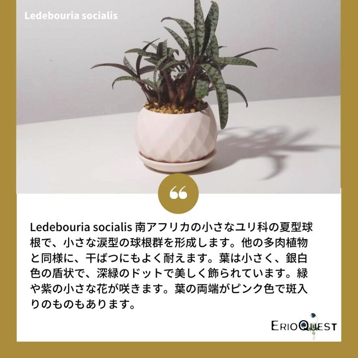 楽天市場】ケープバルブ 観葉植物 小さい 多肉植物 珍奇植物 ビザールプランツ 南アフリカ 球根 レデボウリア ソシアリス ユダ 豹紋 ヒョウモン マイナー 斑入り Ledebouria socialis EQ805 エリオクエスト : エリオクエスト 楽天市場】ケープバルブ 観葉植物 小さい 多肉植物 珍奇植物 ビザールプランツ 南アフリカ 球根 レデボウリア ソシアリス ユダ 豹紋 ヒョウモン マイナー 斑入り Ledebouria socialis EQ805 エリオクエスト : エリオクエスト