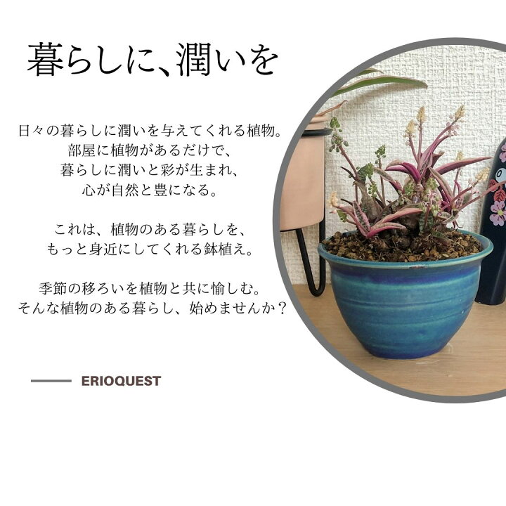 楽天市場】ケープバルブ 観葉植物 小さい 多肉植物 珍奇植物 ビザールプランツ 南アフリカ 球根 レデボウリア ソシアリス ユダ 豹紋 ヒョウモン マイナー 斑入り Ledebouria socialis EQ805 エリオクエスト : エリオクエスト 楽天市場】ケープバルブ 観葉植物 小さい 多肉植物 珍奇植物 ビザールプランツ 南アフリカ 球根 レデボウリア ソシアリス ユダ 豹紋 ヒョウモン マイナー 斑入り Ledebouria socialis EQ805 エリオクエスト : エリオクエスト