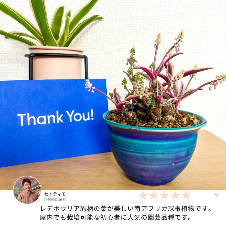楽天市場】ケープバルブ 観葉植物 小さい 多肉植物 珍奇植物 ビザールプランツ 南アフリカ 球根 レデボウリア ソシアリス ユダ 豹紋 ヒョウモン マイナー 斑入り Ledebouria socialis EQ805 エリオクエスト : エリオクエスト 楽天市場】ケープバルブ 観葉植物 小さい 多肉植物 珍奇植物 ビザールプランツ 南アフリカ 球根 レデボウリア ソシアリス ユダ 豹紋 ヒョウモン マイナー 斑入り Ledebouria socialis EQ805 エリオクエスト : エリオクエスト