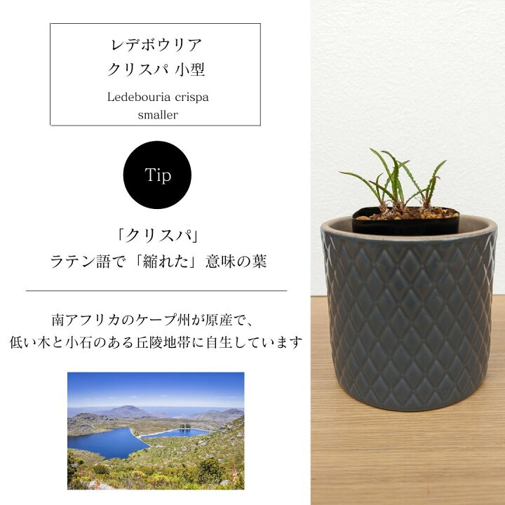 多肉植物 ケープバルブ 観葉植物 小さい 珍奇植物 ビザールプランツ 南アフリカ 球根 ラケナリア アロイデス クアドリカラー変種 Lachenalia Aloides 69 Off