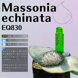 マッソニア エキナータ Massonia echinata EQ830 通販 実生 2.5号 ケープバルブ 南ア 球根 エリオクエスト