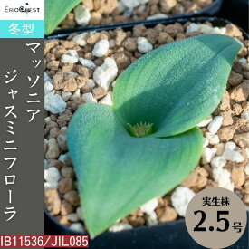マッソニア ジャスミニフローラ Massonia jasminiflora IB11536/JIL085 通販 実生 2.5号 ケープバルブ 南ア 球根 エリオクエスト