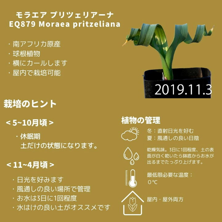 楽天市場 ケープバルブ 観葉植物 小さい 多肉植物 珍奇植物 ビザールプランツ 南アフリカ 球根 モラエア プリツェリアーナ Moraea Pritzeliana Eq879 エリオクエスト