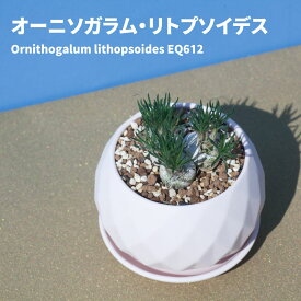 オーニソガラム リトプソイデス Ornithogalum lithopsoides EQ612 通販 実生 2.5号 ケープバルブ 南ア 球根 オオアマナ 大甘菜 ベツレヘムの星 エリオクエスト
