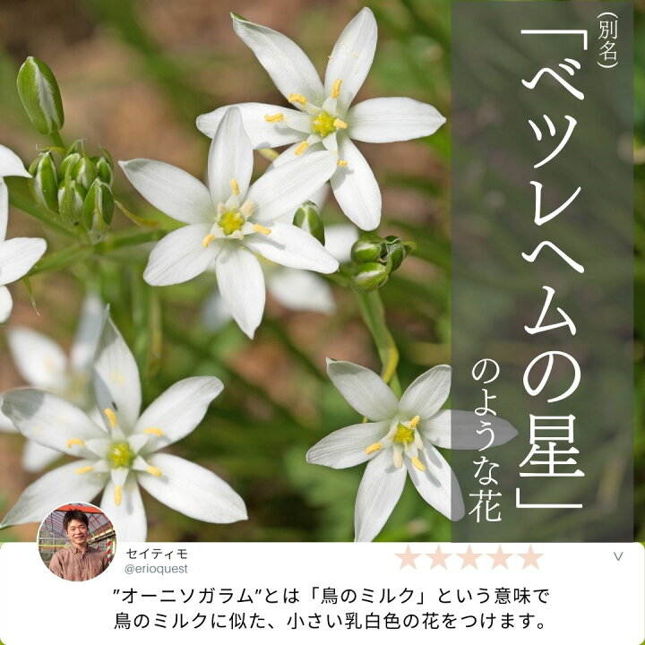 楽天市場 オーニソガラム トルツオスム Ornithogalum Tortuosum Dmc 通販 実生 2 5号 ケープバルブ 南ア 球根 オオアマナ 大甘菜 ベツレヘムの星 エリオクエスト エリオクエスト 楽天市場 オーニソガラム トルツオスム Ornithogalum Tortuosum Dmc 通販 実生 2 5号 ケープバルブ 南ア 球根 オオアマナ 大甘菜 ベツレヘムの星 エリオクエスト エリオクエスト