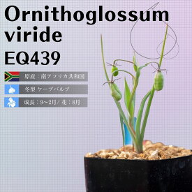 オーニソグロッサム ヴィリデ Ornithoglossum viride EQ439 通販 実生 2.5号 ケープバルブ 南ア 球根 エリオクエスト