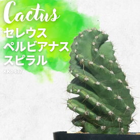 サボテン スピラリス 多肉植物 セレウス ペルビアナス ベルヴィアナス Cereus peruvianus クルクル スパイラル KK1437