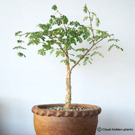 Senegalia burkei セネガリア ブルケイ アフリカマメノキ 豆の木 アカシア Acacia EQ1440