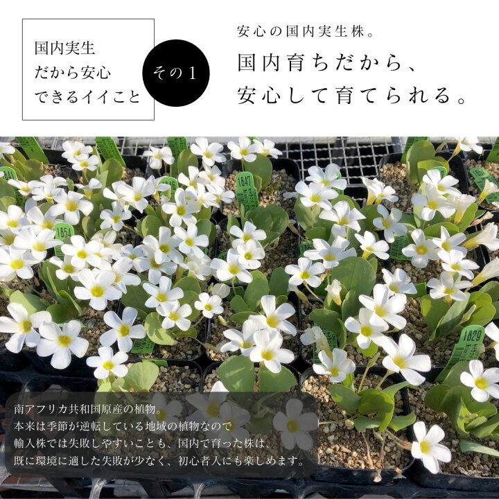 楽天市場 オキザリス オクザリス カタバミ 方波見 モノフィラ Oxalis Monophylla 花 白 黄 小さい 庭クリサンセマム ノースポール カスミソウ 百合 南アフリカ 球根 2 5号 エリオクエスト