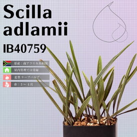 観葉植物 ケープバルブ シラー アドラミー Scilla adlamii IB40759 通販 実生 2.5号 南ア 球根 エリオクエスト