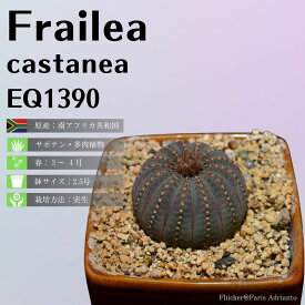 サボテン 多肉植物 士童 フライレア カスタネア Frailea castanea EQ1390