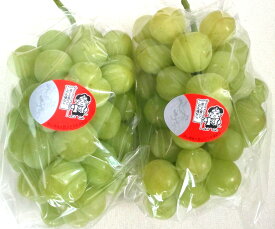 岡山県産桃太郎ぶどう2房 種なし フルーツ 果物 ギフト プレゼント 自宅用 贈り物 贈答品 甘い 人気