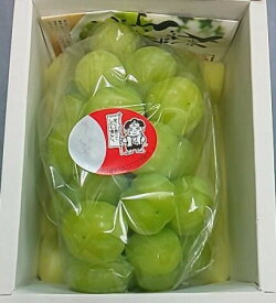 岡山県産 桃太郎ぶどう 1房 フルーツ 果物 甘い ギフト お礼 お祝い プレゼント お見舞い 自宅用 誕生日 種なし お供え物 法事 旬 手土産 贈り物
