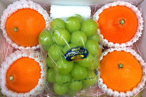 t[clߍ킹 g܂ǂ4L4 VC}XJbg1[ Â ʕ ~ Mtg t[c Ε p v[g p { k Ԃǂ 蕨 Ȃ Â 蕨