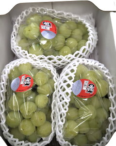 RYYԂǂ 3[ ʕ Mtg Ȃ t[c 蕨 p p v[g