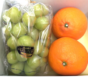 t[clߍ킹 VC}XJbg1[ g܂ǂ4L2 t[c lC ʕ Mtg 蕨 p { Â v[g Ε p ݂ Ȃ