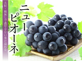 岡山県産ニューピオーネ2房 フルーツ 贈り物 ギフト 果物 ぶどう 種なし 旬 甘い 自宅用 プレゼント お供え 贈答用 お中元 手土産