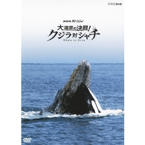 NHKスペシャル セール開催中最短即日発送 大海原の決闘 DVD メイルオーダー クジラ対シャチ