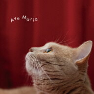 (クラシック)／まるごと！アヴェ・マリア 【CD】
