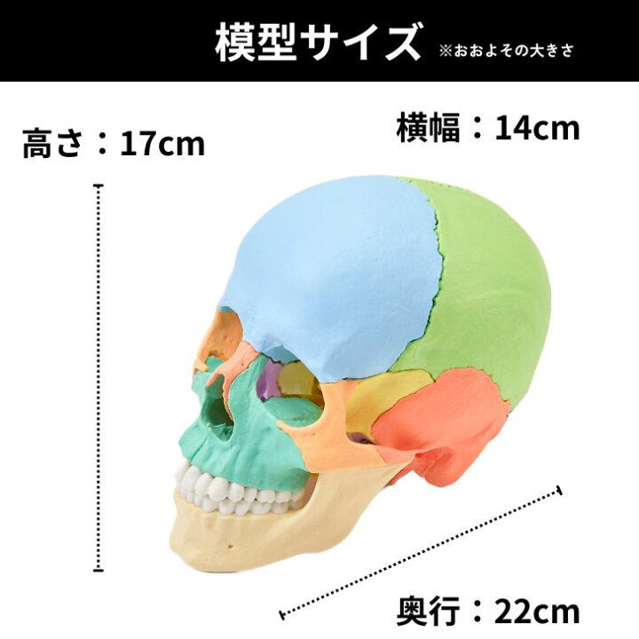 楽天市場】Erler Zimmer (エルラージマー) 22分割 頭蓋骨 模型 
