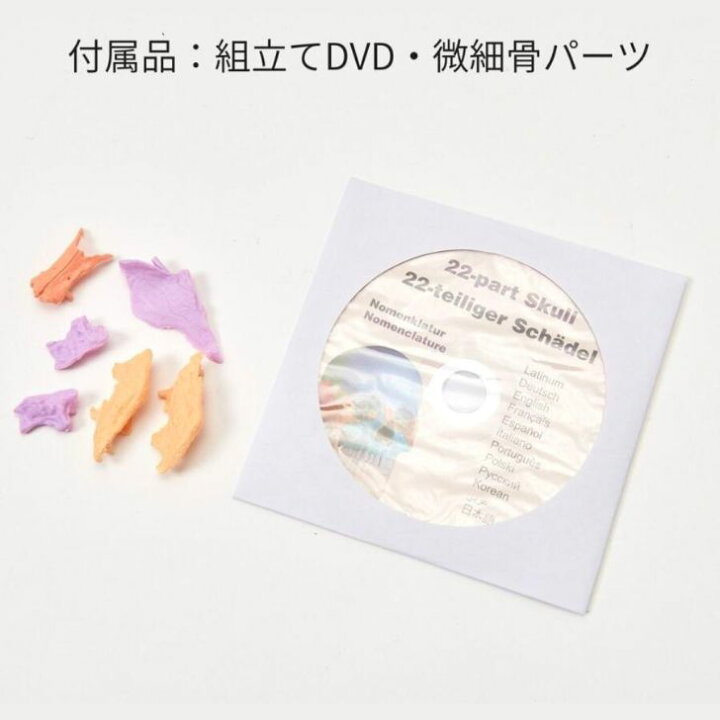 楽天市場】Erler Zimmer (エルラージマー) 22分割 頭蓋骨 模型 