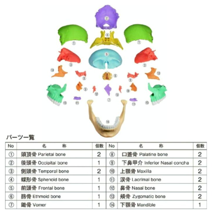 楽天市場】Erler Zimmer (エルラージマー) 22分割 頭蓋骨 模型 