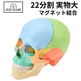 Erler Zimmer (エルラージマー) 22分割 頭蓋骨 模型 マグネット結合 解剖学 オステオパシー DVDマニュアル付 骨格模型 骨格標本
