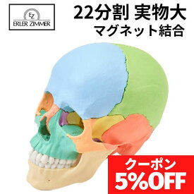 Erler Zimmer (エルラージマー) 22分割 頭蓋骨 模型 マグネット結合 解剖学 オステオパシー DVDマニュアル付 骨格模型 骨格標本