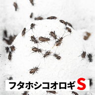 フタホシコオロギ S 5-8mm 送料無料 エサラボ 餌 用 コオロギ Sサイズ 生餌 生き餌 活餌 カナヘビ ヤモリ…
